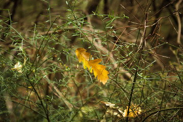 yellow oak leaf fell on a bush