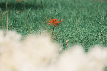 白い彼岸花の奥に咲く赤い彼岸花
