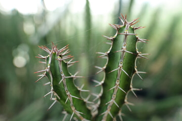 Close-up of spiky cactus. Very sharp stems with metallic texture.