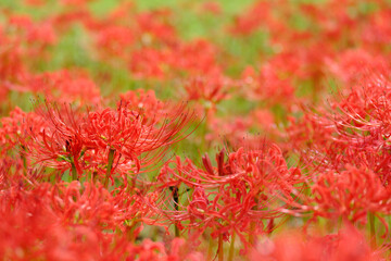 エレガントで気品のある彼岸花