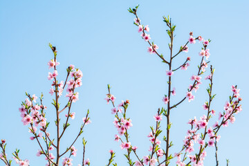 Pastel pink flowers on tree branches with blue sky background in springtime. 