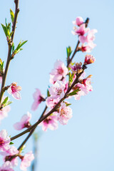 Fototapeta premium Close-up of tree branch with pastel pink springtime flowers and blue sky background.