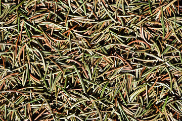 Ground cover in the forest