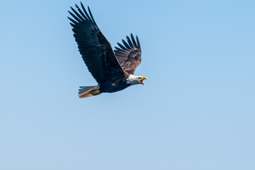 Bald Eagle (Haliaeetus leucocephalus) at Chowiet Island, Semidi Islands, Alaska, USA