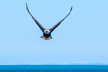 Bald Eagle (Haliaeetus leucocephalus) at Chowiet Island, Semidi Islands, Alaska, USA