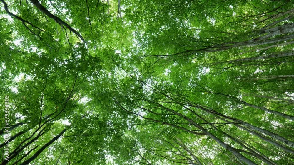 Poster Walk in a beech spring forest. Bottom up view of green tree crowns in foliage. Green nature background