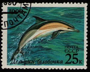 animal Short-Beaked Common Dolphin (Delphinus delphis), sea fauna, circa 1990