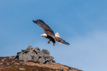 Bald Eagle (Haliaeetus leucocephalus) at Chowiet Island, Semidi Islands, Alaska, USA