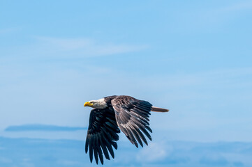 Bald Eagle (Haliaeetus leucocephalus) at Chowiet Island, Semidi Islands, Alaska, USA