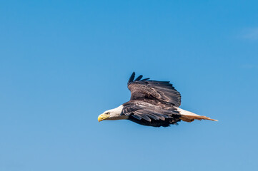 Bald Eagle (Haliaeetus leucocephalus) at Chowiet Island, Semidi Islands, Alaska, USA