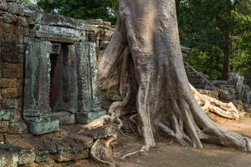 Giant banyan tree covering an ancient temple in Siem Reap in Cambodia