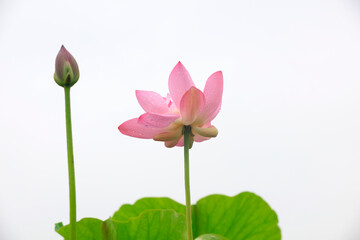 Lotus in the pond