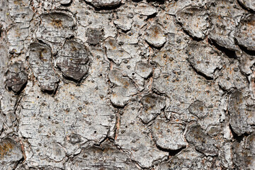 Bark of pine tree