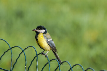 Eurasian Great Tit (Parus major) in park, Poland
