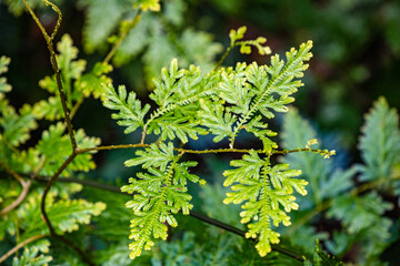 Taman Negara National Park and boottrip on the Tembeling river