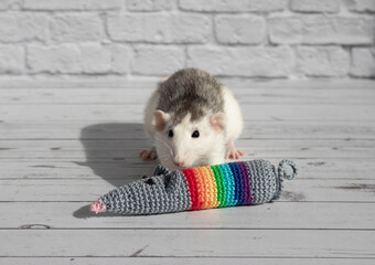 A cute decorative black and white rat sits next to a toy. Miniature crochet.