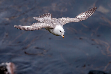 Northern Fulmar (Fulmarus glacialis) at St. George Island, Pribilof Islands, Alaska, USA
