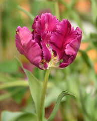 Wonderful Red Parrot Tulip, beautiful variety of Tulip with vivid petals