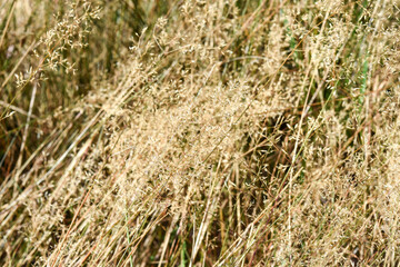 grass in the wind