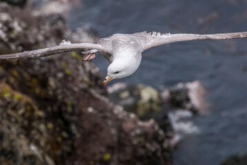 Northern Fulmar (Fulmarus glacialis) at St. George Island, Pribilof Islands, Alaska, USA