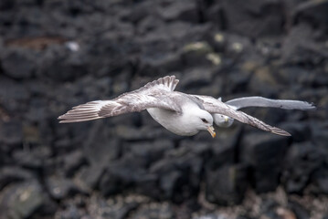 Northern Fulmar (Fulmarus glacialis) at St. George Island, Pribilof Islands, Alaska, USA