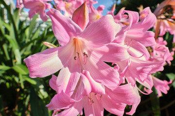 Naklejka premium Close-up of Amaryllis belladonna flowers. Mix of pink and white colors.
