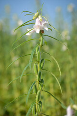 Sesame seed flower on tree in the field