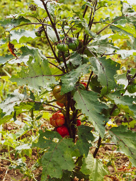 Solanum aethiopicum | Aubergine africaine ou Tomate am&egrave;re, l&eacute;gume aux fruits rouge orang&eacute; rayur&eacute;s, feuillage comestible