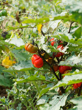 (Solanum aethiopicum) Aubergine &eacute;thiopienne ou aubergine rouge de Turquie &agrave; fructification rouge orang&eacute; et l&eacute;gumes-feuilles comestibles