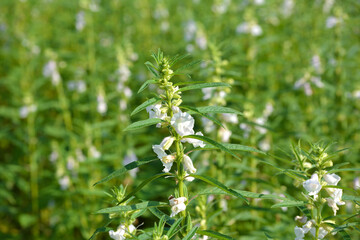 Fototapeta premium Sesame seed flower on tree in the field
