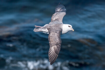 Northern Fulmar (Fulmarus glacialis) at St. George Island, Pribilof Islands, Alaska, USA