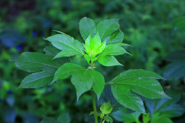 Ambrosia trifida, an invasive species, photographed in China