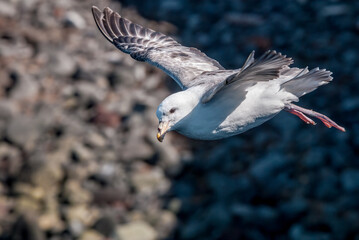 Northern Fulmar (Fulmarus glacialis) at St. George Island, Pribilof Islands, Alaska, USA