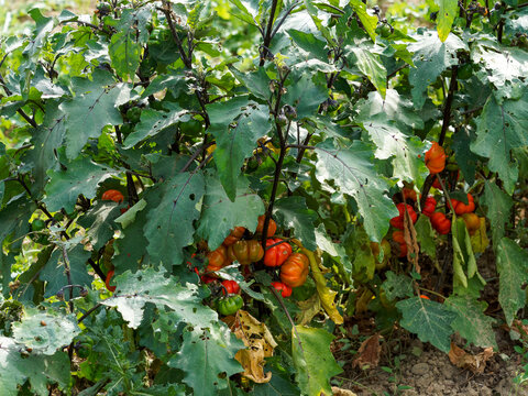Aubergine &eacute;thiopienne ou gilo, plante l&eacute;gumineuse &agrave; fructification lisse, ronde et rayur&eacute;e de vert &agrave; rouge, aux feuillage et tiges velu, soyeux et &eacute;pineux 