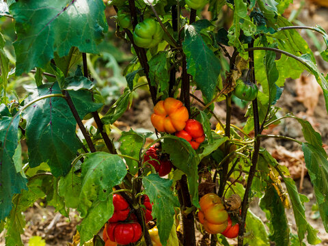 Solanum aethiopicum | Aubergine africaine ou Tomate am&egrave;re, l&eacute;gume aux fruits rouge orang&eacute; rayur&eacute;s, feuillage comestible