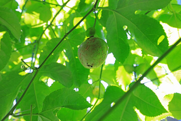 Passionflower fruits on vines, China