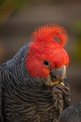 Gang-gang Cockatoo male eating food in a garden