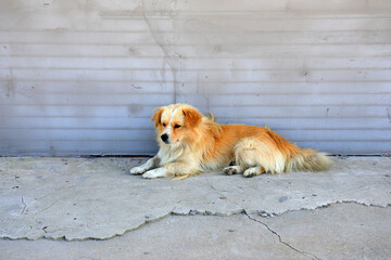 pet dog rested on the ground