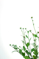 Flowers composition from chrysanthemum flowers