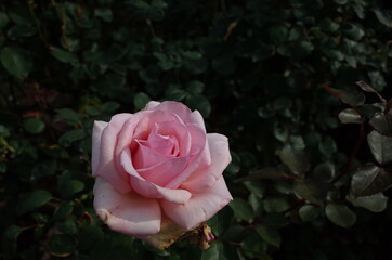 Light Pink Flower of Rose 'Sanbi' in Full Bloom
