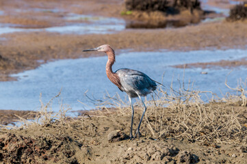 Reddish Egret (Egretta rufescens) in Bolsa Chica Ecological Reserve, California, USA