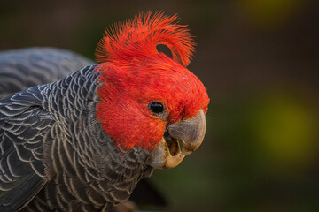 Gang-gang Cockatoo male eating food in a garden