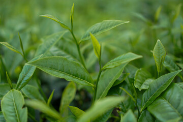 Tea leaves that grow fresh on the farm