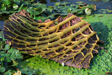 Aquatic Plants - Euryale ferox in Ponds, North China
