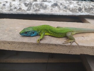 lizard on the stone