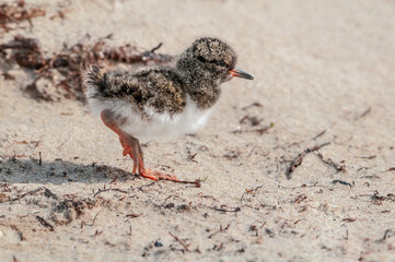 Eurasian Oystercatcher (Haematopus ostralegus) chick in Barents Sea coastal area, Russia