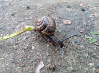 snail on a leaf