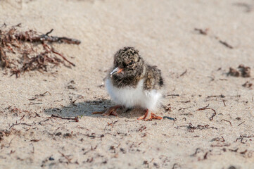 Eurasian Oystercatcher (Haematopus ostralegus) chick in Barents Sea coastal area, Russia