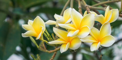 stock photo yellow kamboja plumeria flower frangipani isolated with green leaf background