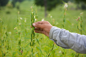 Male hand holding sesame plant against the background of a sesame field